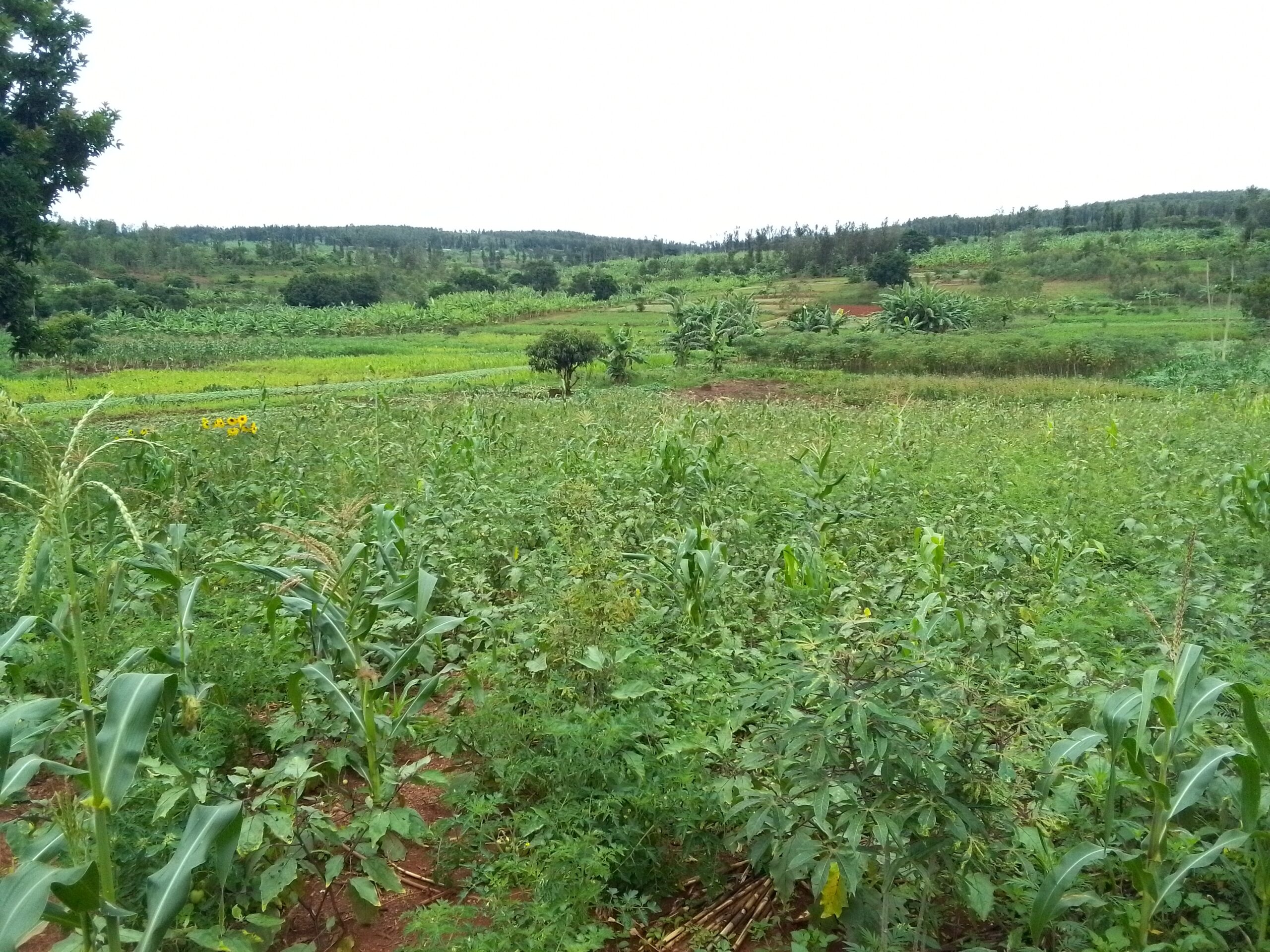 Agriculture Land for sale in Bugesera