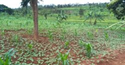 Agriculture Land for sale in Bugesera