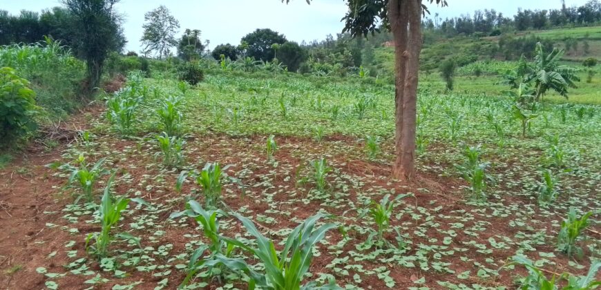 Agriculture Land for sale in Bugesera