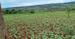 Agriculture Land for sale in Bugesera