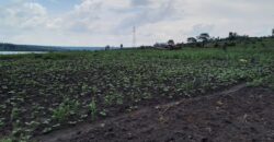 Farmland for sale in Bugesera Rwanda