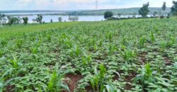 LAKESIDE LAND FOR SALE IN BUGESERA RWANDA